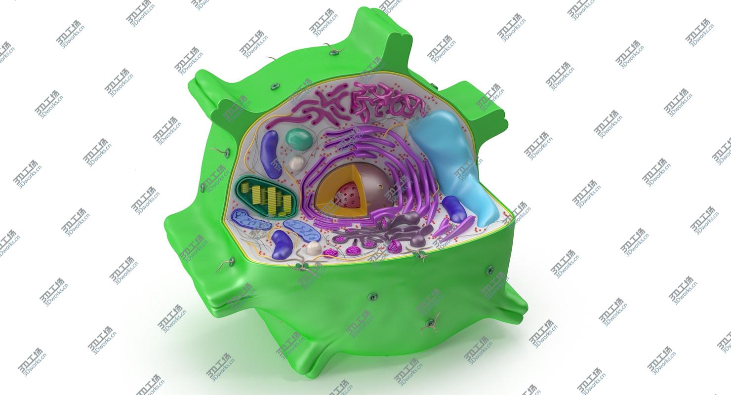 images/goods_img/202105071/Plant Cell/3.jpg